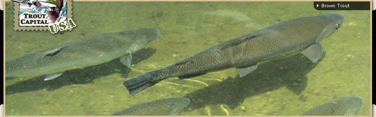 http://troutcapitalusa.net/images/rotate/1trout.jpg